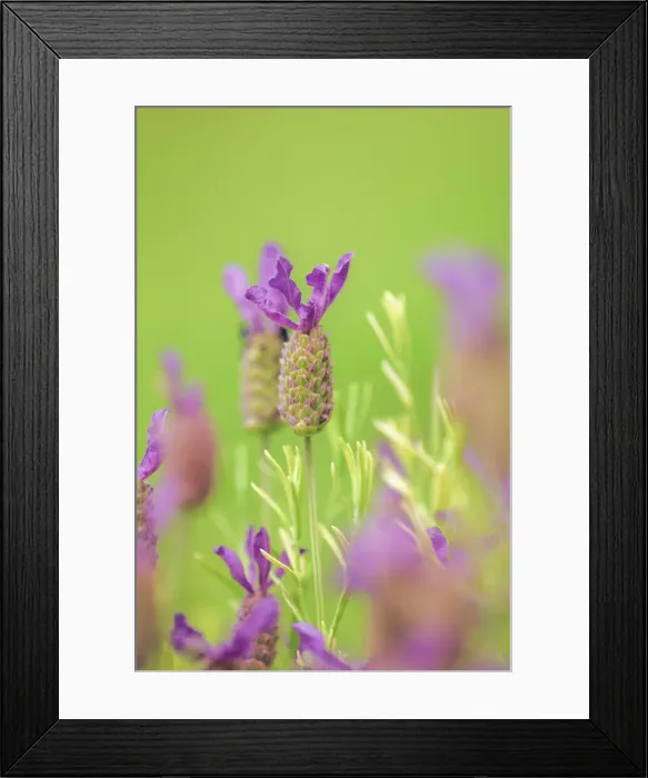 Framed Print : Topped lavender - Italy, Tuscany, Siena, Val d Orcia, Pienza Framed Print : Topped lavender - Italy, Tuscany, Siena, Val d Orcia, Pienza