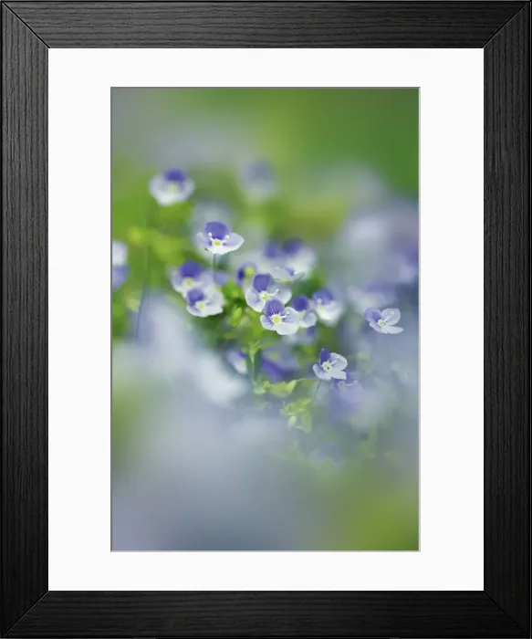 Framed Print : Slender speedwell - Germany, Bavaria, Upper Bavaria, Munich, Ostpark, Michaeligarten Framed Print : Slender speedwell - Germany, Bavaria, Upper Bavaria, Munich, Ostpark, Michaeligarten