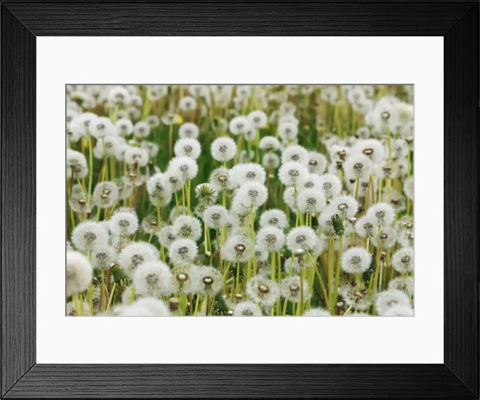 Framed Print : Dandelion blowball meadow - Germany, Bavaria, Middle Franconia Framed Print : Dandelion blowball meadow - Germany, Bavaria, Middle Franconia