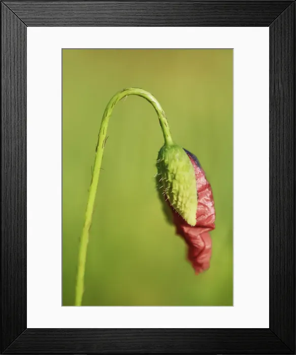 Framed Print : Corn poppy bud - Germany, Mecklenburg-Vorpommern, Vorpommern-Greifswald, Strasburg Framed Print : Corn poppy bud - Germany, Mecklenburg-Vorpommern, Vorpommern-Greifswald, Strasburg