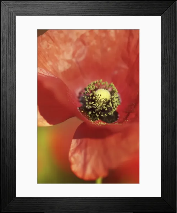 Framed Print : Corn poppy - Germany, Mecklenburg-Vorpommern, Vorpommern-Greifswald, Strasburg Framed Print : Corn poppy - Germany, Mecklenburg-Vorpommern, Vorpommern-Greifswald, Strasburg