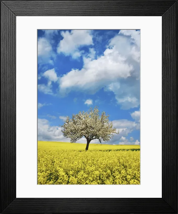 Framed Print : Rape field and blloming apple tree - Germany, Saxony, Saxon Switzerland-East Ore Framed Print : Rape field and blloming apple tree - Germany, Saxony, Saxon Switzerland-East Ore