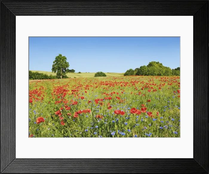 Framed Print : Corn poppy and cornflowers in barley field - Germany, Mecklenburg-Vorpommern Framed Print : Corn poppy and cornflowers in barley field - Germany, Mecklenburg-Vorpommern