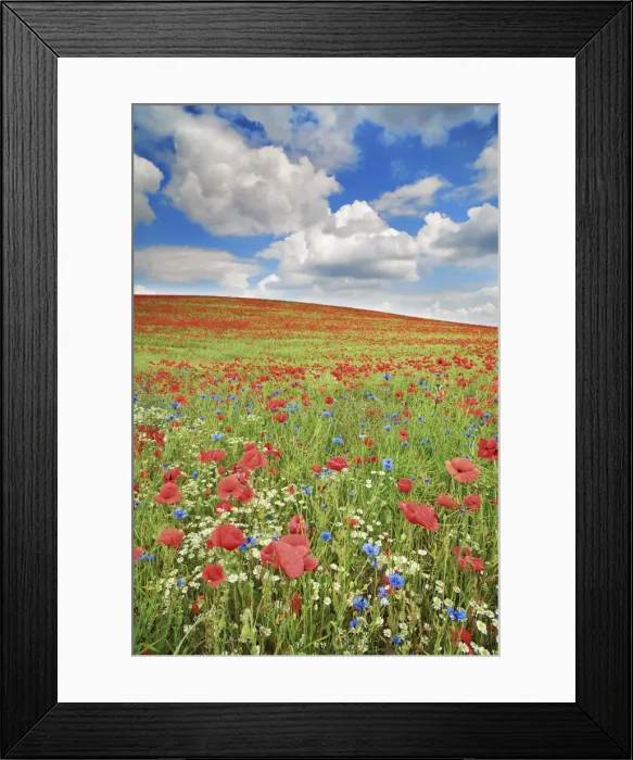 Framed Print : Corn poppy and cornflowers on rape field - Germany, Mecklenburg-Vorpommern Framed Print : Corn poppy and cornflowers on rape field - Germany, Mecklenburg-Vorpommern