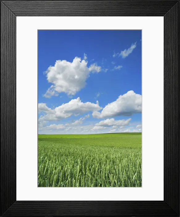 Framed Print : Wheat field and cumulonimbus clouds - Germany, Bavaria, Upper Bavaria, Freising Framed Print : Wheat field and cumulonimbus clouds - Germany, Bavaria, Upper Bavaria, Freising