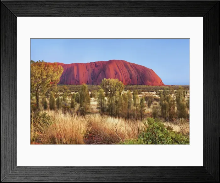 Framed Print : Ayers Rock at dawn with desert oaks - Australia, Northern Territory Framed Print : Ayers Rock at dawn with desert oaks - Australia, Northern Territory