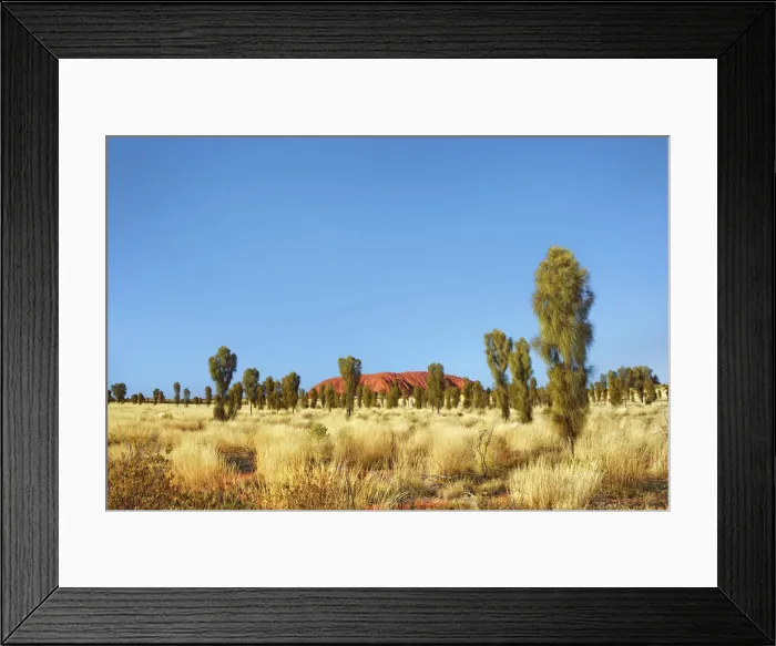 Framed Print : Ayers Rock with desert oaks - Australia, Northern Territory Framed Print : Ayers Rock with desert oaks - Australia, Northern Territory