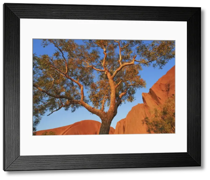 Framed Print : Eucalyptus tree at Ayers Rock - Australia, Northern Territory Framed Print : Eucalyptus tree at Ayers Rock - Australia, Northern Territory