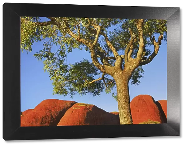 Eucalyptus tree and Olgas - Australia, Northern Territory, Uluru-Kata-Tjuta National Park