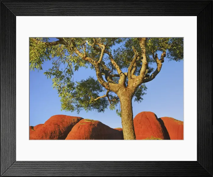 Framed Print : Eucalyptus tree and Olgas - Australia, Northern Territory, Uluru-Kata-Tjuta National Park Framed Print : Eucalyptus tree and Olgas - Australia, Northern Territory, Uluru-Kata-Tjuta National Park