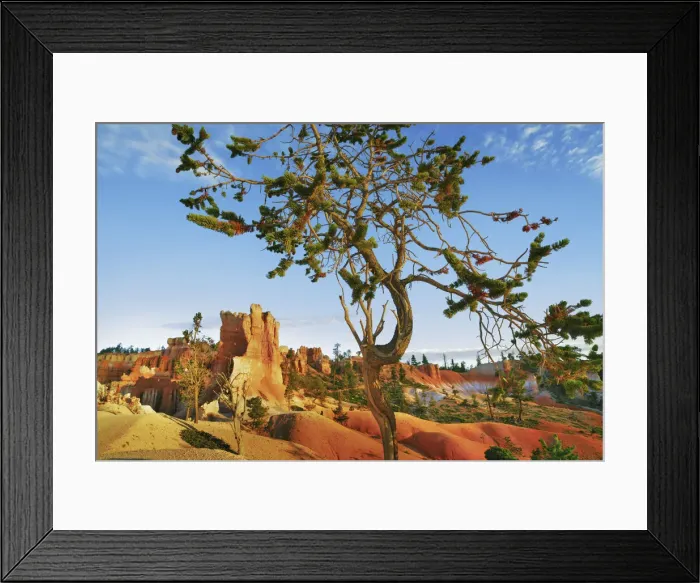 Framed Print : Erosion landscape in Bryce Canyon at Sunset Point - USA, Utah, Garfield, Bryce Canyon Framed Print : Erosion landscape in Bryce Canyon at Sunset Point - USA, Utah, Garfield, Bryce Canyon