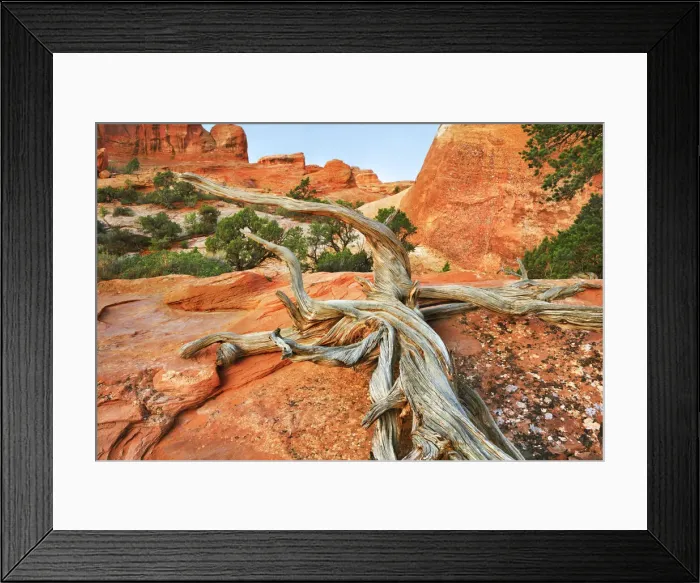 Framed Print : Dead tree - USA, Utah, Grand, Arches National Park, Devils Garden Trail - Colorado Framed Print : Dead tree - USA, Utah, Grand, Arches National Park, Devils Garden Trail - Colorado