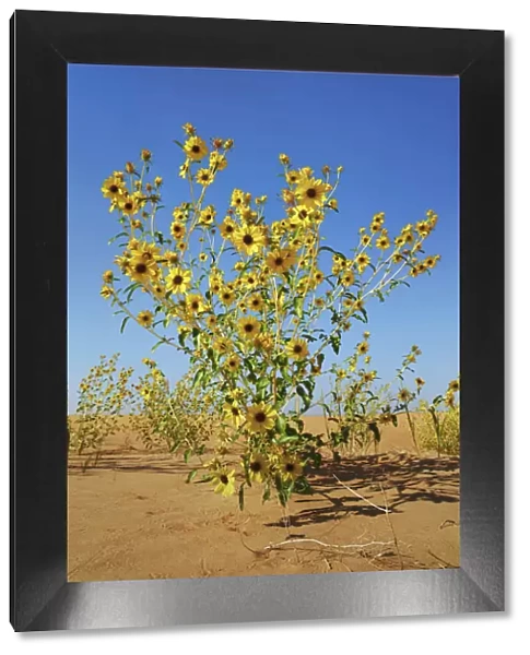 Sunflower in desert sand - USA, Utah, Emery, Goblin Valley - Colorado Plateau