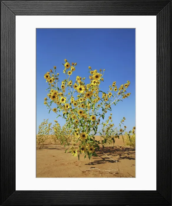 Framed Print : Sunflower in desert sand - USA, Utah, Emery, Goblin Valley - Colorado Plateau Framed Print : Sunflower in desert sand - USA, Utah, Emery, Goblin Valley - Colorado Plateau