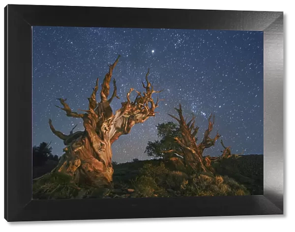 Great Basin bristlecone pine and star sky in the White Mountains - USA, California, Inyo