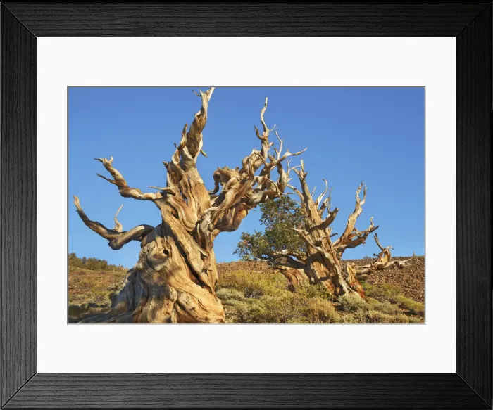 Framed Print : Great Basin bristlecone pine in the White Mountains - USA, California, Inyo Framed Print : Great Basin bristlecone pine in the White Mountains - USA, California, Inyo