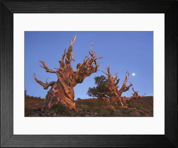 Framed Print : Great Basin bristlecone pine and moon in the White Mountains - USA, California, Inyo Framed Print : Great Basin bristlecone pine and moon in the White Mountains - USA, California, Inyo