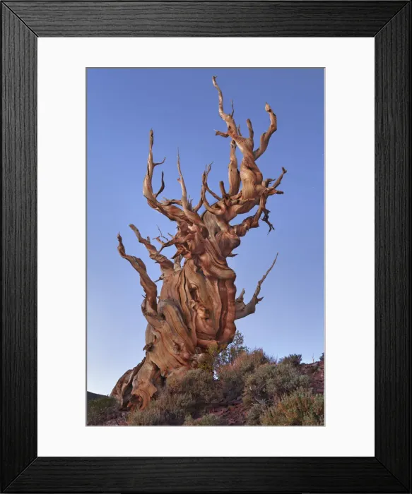 Framed Print : Great Basin bristlecone pine in the White Mountains - USA, California, Inyo Framed Print : Great Basin bristlecone pine in the White Mountains - USA, California, Inyo