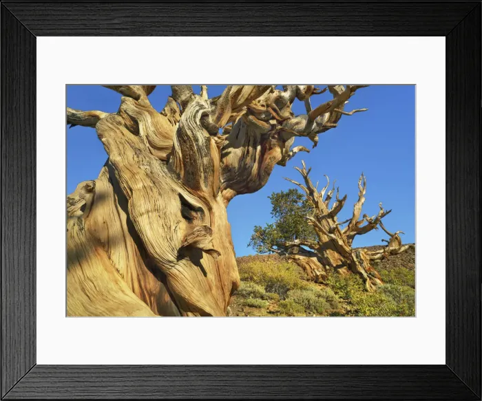 Framed Print : Great Basin bristlecone pine in the White Mountains - USA, California, Inyo Framed Print : Great Basin bristlecone pine in the White Mountains - USA, California, Inyo