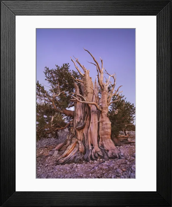 Framed Print : Great Basin bristlecone pine and moon in the White Mountains - USA, California, Inyo Framed Print : Great Basin bristlecone pine and moon in the White Mountains - USA, California, Inyo