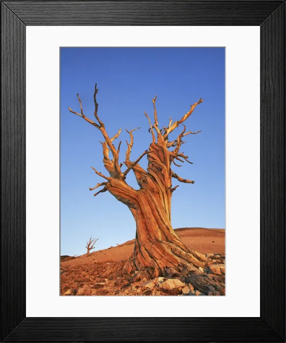 Framed Print : Great Basin bristlecone pine in the White Mountains - USA, California, Inyo Framed Print : Great Basin bristlecone pine in the White Mountains - USA, California, Inyo