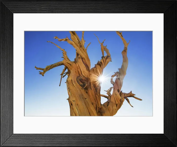 Framed Print : Great Basin bristlecone pine in the White Mountains - USA, California, Inyo