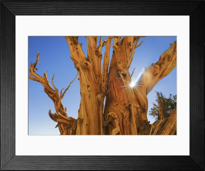 Framed Print : Great Basin bristlecone pine in the White Mountains - USA, California, Inyo