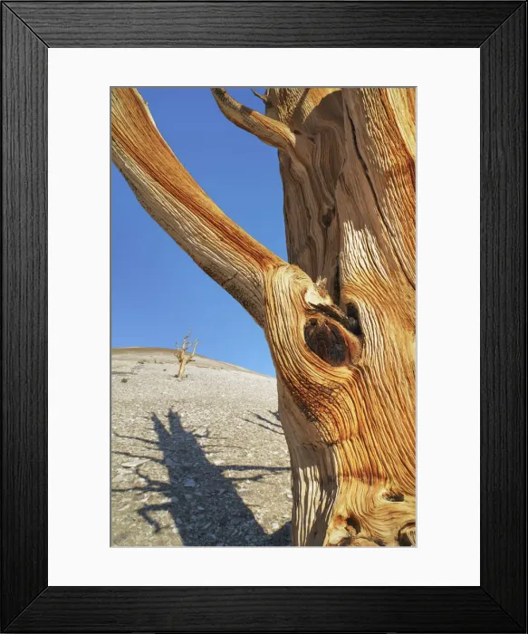 Framed Print : Great Basin bristlecone pine in the White Mountains - USA, California, Inyo Framed Print : Great Basin bristlecone pine in the White Mountains - USA, California, Inyo