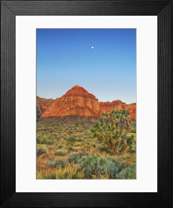 Framed Print : Erosion landscape with joshua trees in Red Rock Canyon - USA, Nevada, Clark Framed Print : Erosion landscape with joshua trees in Red Rock Canyon - USA, Nevada, Clark