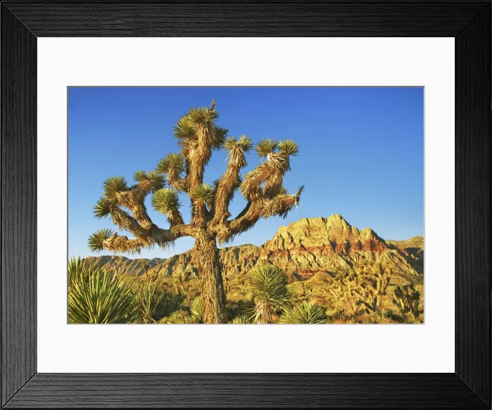Framed Print : Joshua tree in Red Rock Canyon - USA, Nevada, Clark, Red Rock Canyon - Red Rock Canyon Framed Print : Joshua tree in Red Rock Canyon - USA, Nevada, Clark, Red Rock Canyon - Red Rock Canyon
