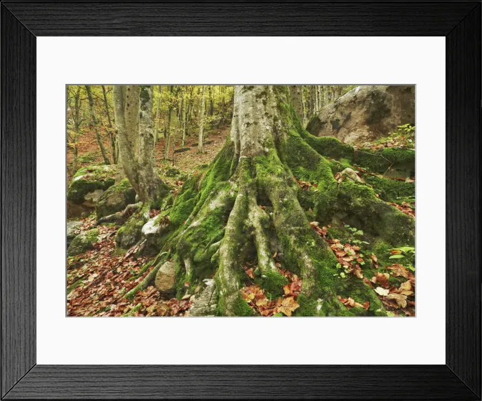 Framed Print : Rootstock of spruce with moss - Austria, Carinthia, Hermagor, Garnitzenklamm - Alps Framed Print : Rootstock of spruce with moss - Austria, Carinthia, Hermagor, Garnitzenklamm - Alps