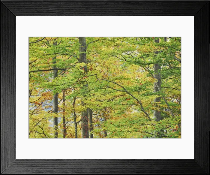 Framed Print : Beech forest in autumn colours - Slovenia, Primorska, Vrsic Pass - Alps, Julian Alps Framed Print : Beech forest in autumn colours - Slovenia, Primorska, Vrsic Pass - Alps, Julian Alps