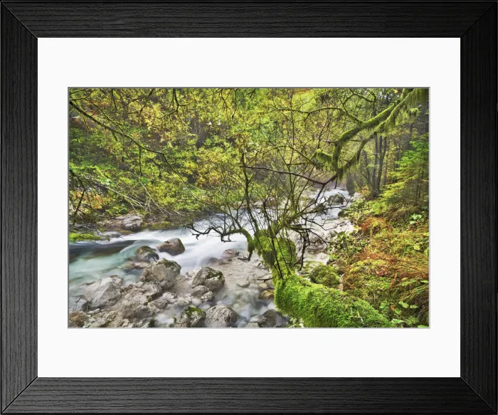 Framed Print : Mountain mixed forest grown over with mosses and mountain brook - Slovenia, Primorska