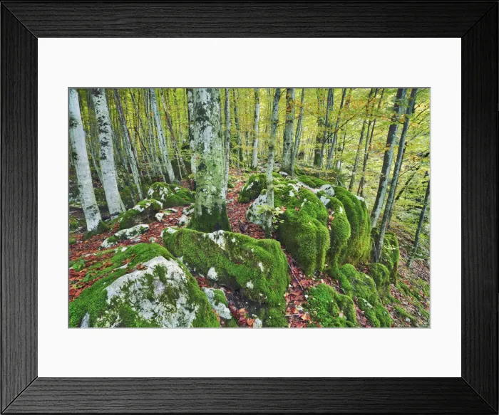 Framed Print : Beech forest on moss covered rocks - Slovenia, Primorska, Soca, Lepena Framed Print : Beech forest on moss covered rocks - Slovenia, Primorska, Soca, Lepena