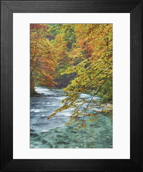 Framed Print : Mountain brook and beech forest in autumn colours - Slovenia, Gorenjska, Bled Framed Print : Mountain brook and beech forest in autumn colours - Slovenia, Gorenjska, Bled