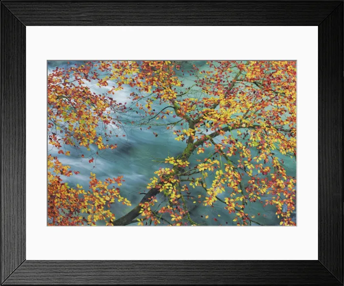 Framed Print : European beech in autumn colours at mountain brook - Slovenia, Gorenjska, Bled Framed Print : European beech in autumn colours at mountain brook - Slovenia, Gorenjska, Bled