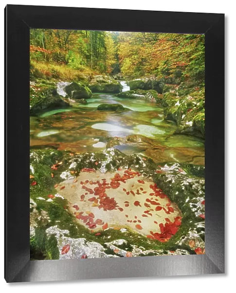 Erosion landscape in brook in beech forest in autumn colours - Slovenia, Gorenjska