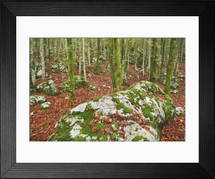 Framed Print : Rock formation mosscovered in deciduous forest - Slovenia, Gorenjska, Bohinjsko Jezero Framed Print : Rock formation mosscovered in deciduous forest - Slovenia, Gorenjska, Bohinjsko Jezero