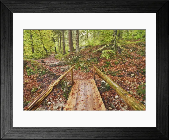 Framed Print : Boardwalk in beech forest - Slovenia, Gorenjska, Bohinjsko Jezero, Stara Fuzina Framed Print : Boardwalk in beech forest - Slovenia, Gorenjska, Bohinjsko Jezero, Stara Fuzina