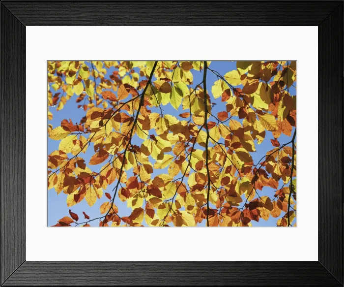 Framed Print : European beech in autumn colours - Slovenia, Gorenjska, Sava Bohinjska Framed Print : European beech in autumn colours - Slovenia, Gorenjska, Sava Bohinjska