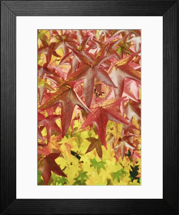Framed Print : Sweet gum leaves in autumn colours - Slovenia, Bela Krajina, Metlika Framed Print : Sweet gum leaves in autumn colours - Slovenia, Bela Krajina, Metlika
