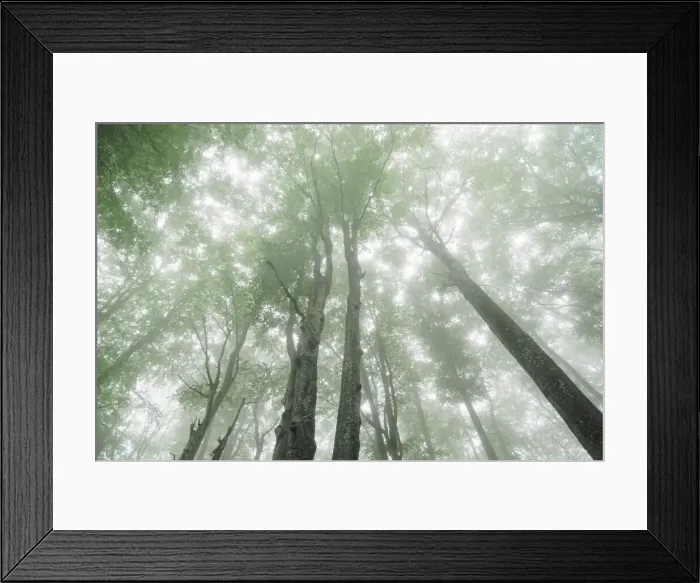 Framed Print : Beech forest in fog - Croatia, Lika-Senj, Plitvice Lakes - Plitvice Lakes National Park Framed Print : Beech forest in fog - Croatia, Lika-Senj, Plitvice Lakes - Plitvice Lakes National Park