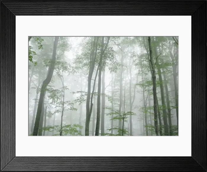 Framed Print : Beech forest in fog - Croatia, Lika-Senj, Plitvice Lakes - Plitvice Lakes National Park Framed Print : Beech forest in fog - Croatia, Lika-Senj, Plitvice Lakes - Plitvice Lakes National Park