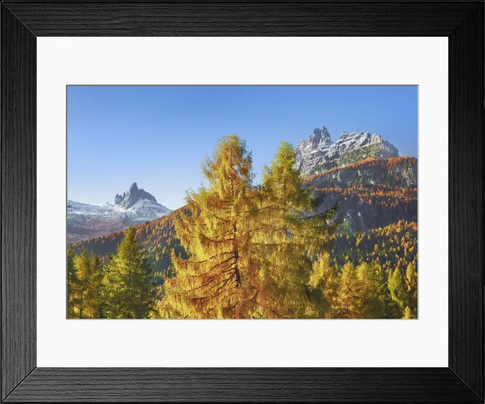Framed Print : Mountain impression with larches in autumn - Italy, Veneto, Belluno Framed Print : Mountain impression with larches in autumn - Italy, Veneto, Belluno