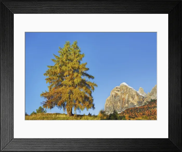 Framed Print : European larch in autumn colours - Italy, Veneto, Belluno, Dolomiti d Ampezzo Framed Print : European larch in autumn colours - Italy, Veneto, Belluno, Dolomiti d Ampezzo