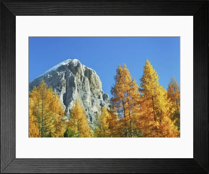 Framed Print : Mountain impression autumnal larch forest at Tofana de Rozes - Italy, Veneto, Belluno