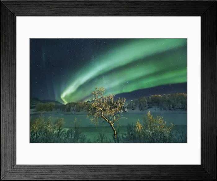 Framed Print : Polar light (Aurora Borealis) and birch on Senja - Norway, Troms, Senja, Stoennesbotn Framed Print : Polar light (Aurora Borealis) and birch on Senja - Norway, Troms, Senja, Stoennesbotn