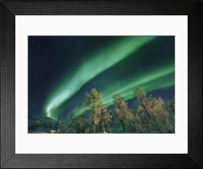 Framed Print : Polar light (Aurora Borealis) and birches on Senja - Norway, Troms, Senja, Stoennesbotn