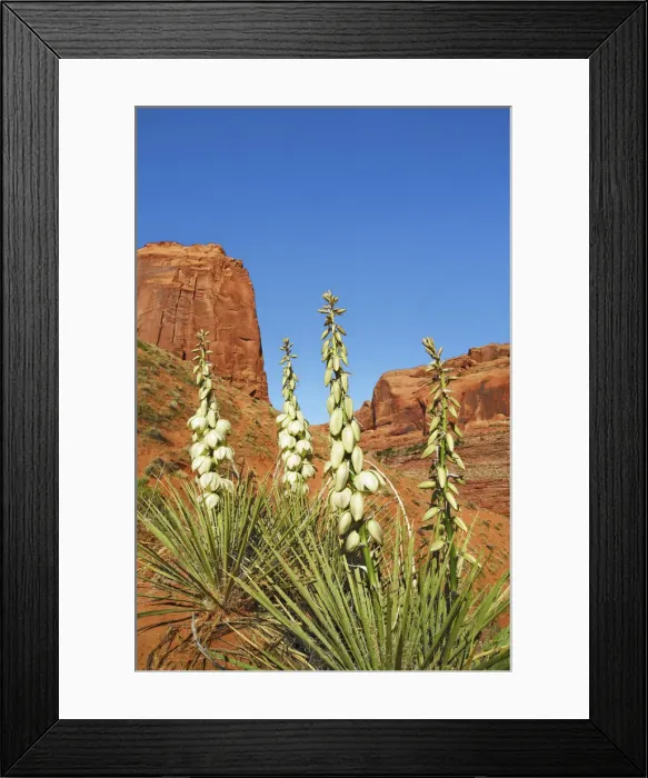 Framed Print : Yucca im Coyote Gulch - USA, Utah, Kane, Escalante Canyons Framed Print : Yucca im Coyote Gulch - USA, Utah, Kane, Escalante Canyons