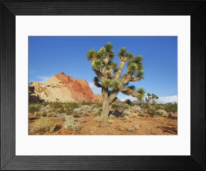Framed Print : Joshua tree - USA, Nevada, Clark, Whitney Pockets Framed Print : Joshua tree - USA, Nevada, Clark, Whitney Pockets